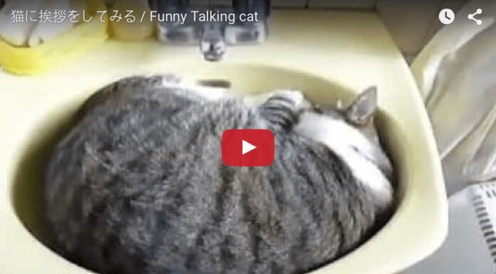 Gatto che dorme nel lavandino non vuole essere disturbato