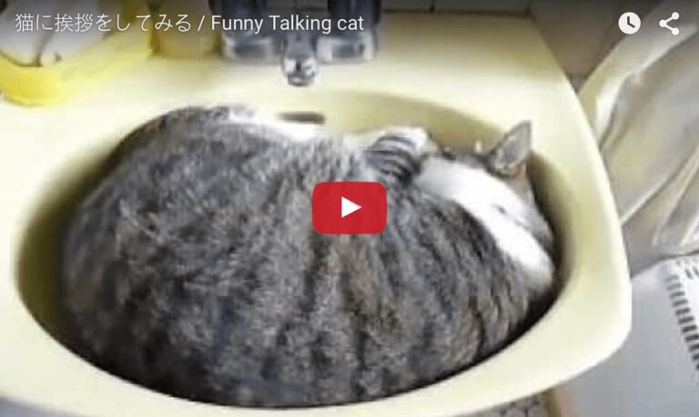Gatto che dorme nel lavandino non vuole essere disturbato