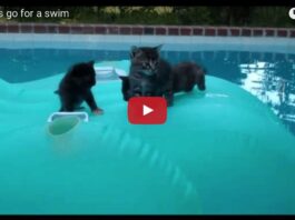Gattini in piscina