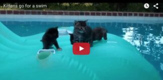 Gattini in piscina