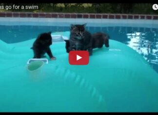 Gattini in piscina