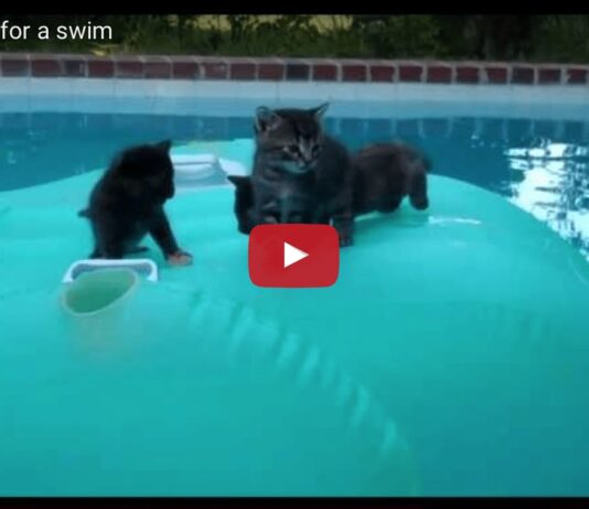 Gattini in piscina