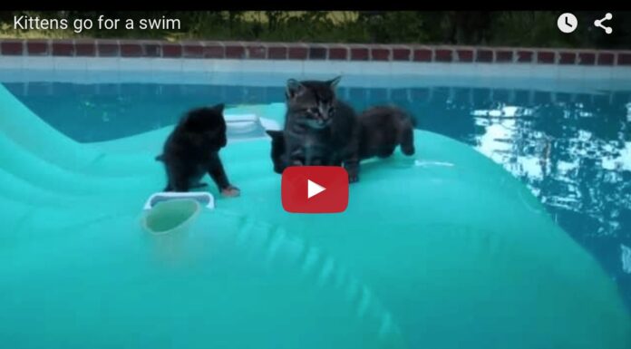 Gattini in piscina