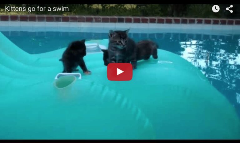 Gattini in piscina