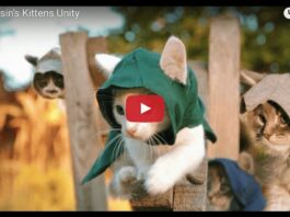 Assassin's kittens