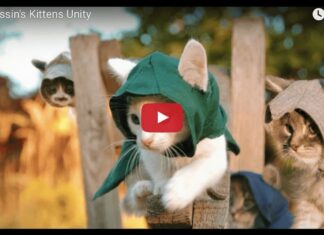 Assassin's kittens
