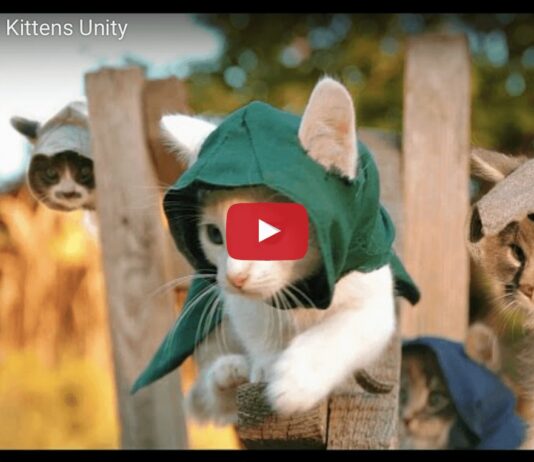 Assassin's kittens