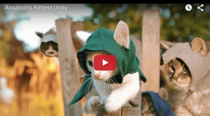 Assassin's kittens