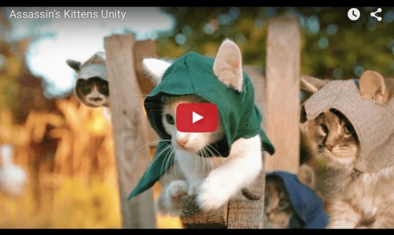 Assassin's kittens