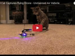 Gatto Bengal abbatte elicottero