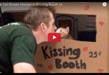 Cat kissing booth