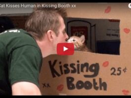 Cat kissing booth