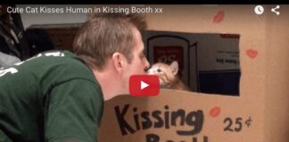 Cat kissing booth
