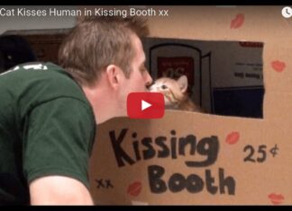 Cat kissing booth