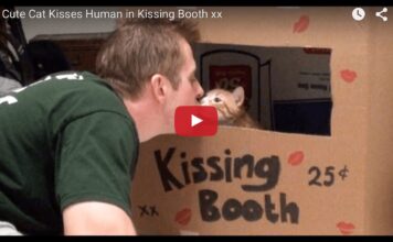 25 cents per un bacio Cat kissing booth