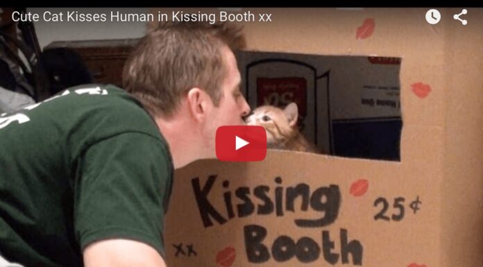 Cat kissing booth
