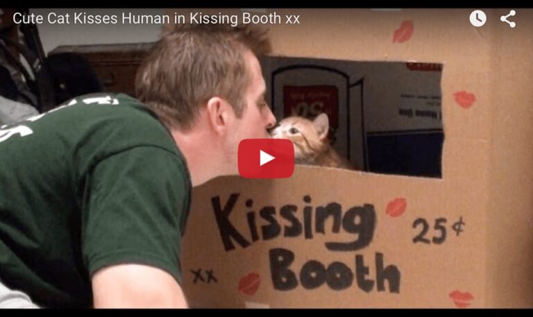Cat kissing booth