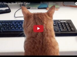 Gatto al pc