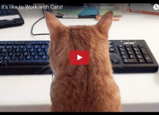 Gatto al pc