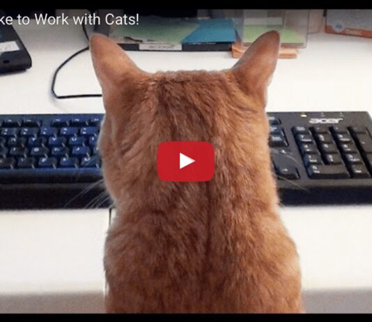 Gatto al pc