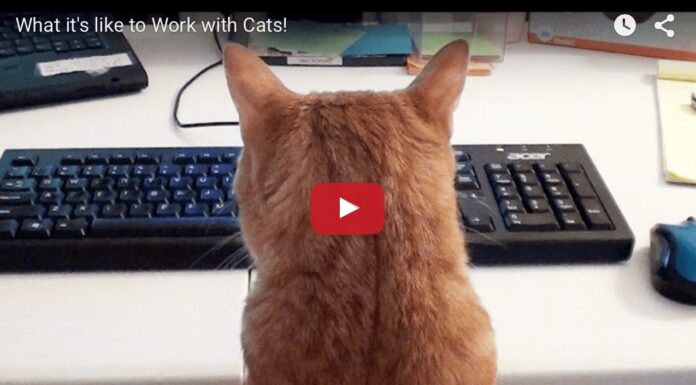 Gatto al pc