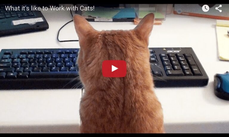 Gatto al pc
