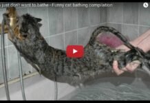 Gatti che non vogliono fare il bagno