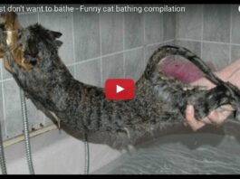 Gatti che non vogliono fare il bagno