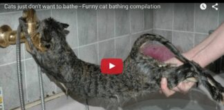 Gatti che non vogliono fare il bagno