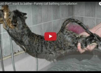 Gatti che non vogliono fare il bagno