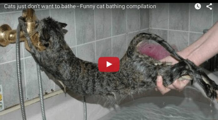Gatti che non vogliono fare il bagno