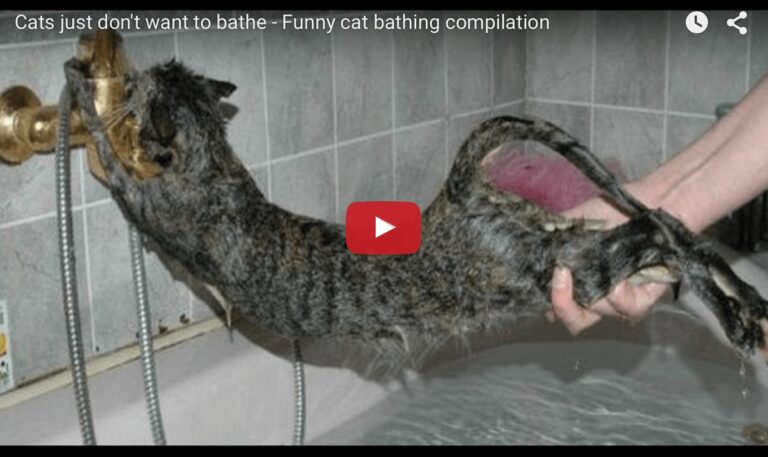 Gatti che non vogliono fare il bagno