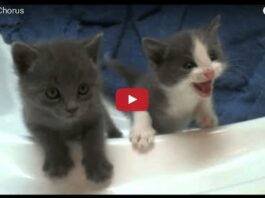 Gattini che miagolano