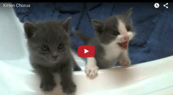 Gattini che miagolano