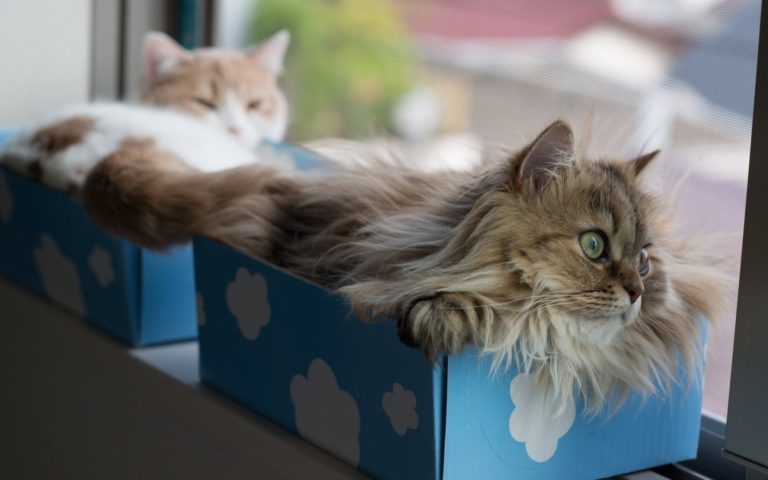 Gatti nelle scatole: le più belle immagini