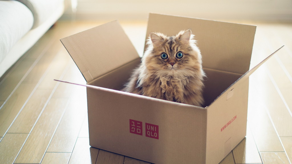 cat-box-ben-torode-cute-lovely-kitten-animal-floor-wallpaper-
