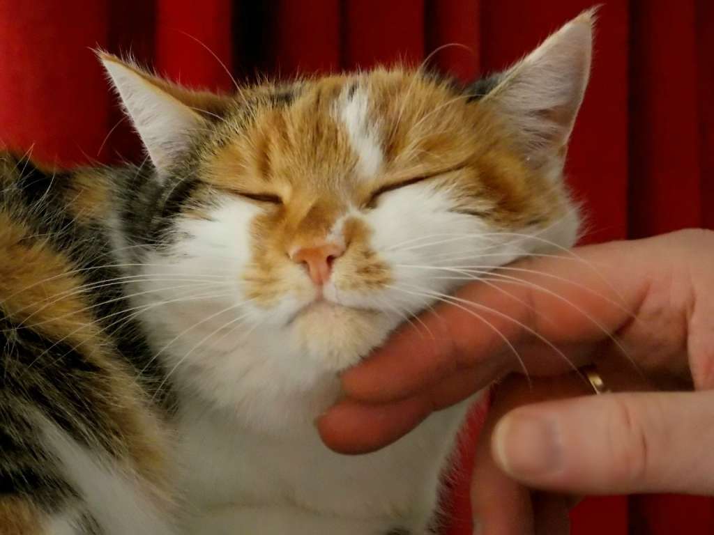 Come Capire Se Un Gatto Sta Morendo