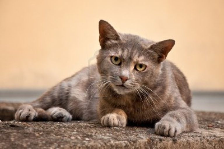 Uccise un gatto con una freccia: punita veterinaria
