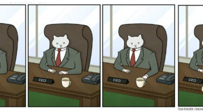 Quando in ufficio comanda il gatto
