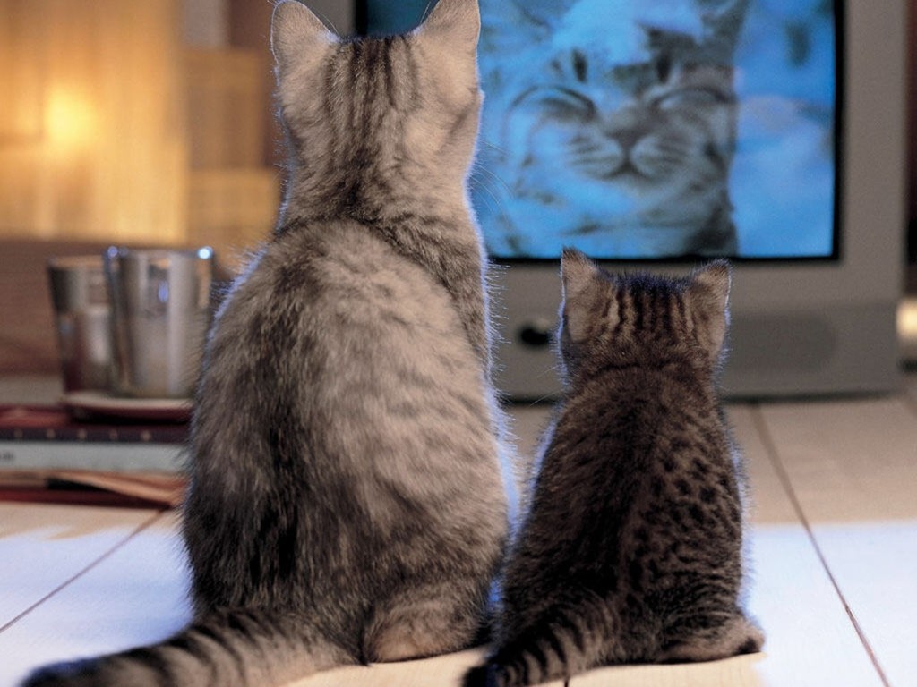gatti-guardano-televisione