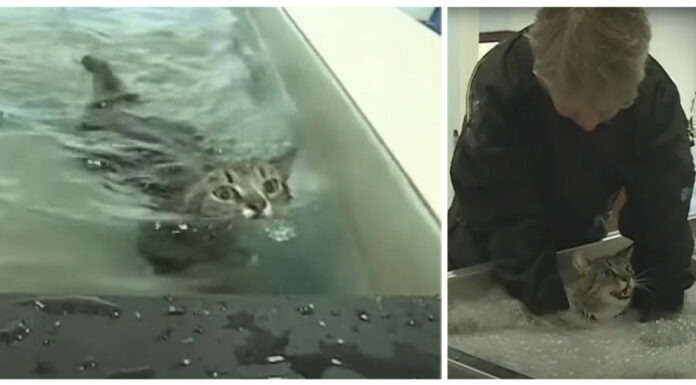 gatto paralizzato