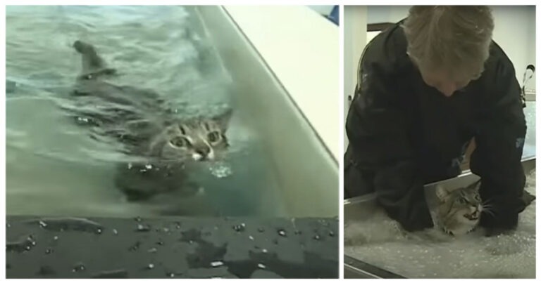 gatto paralizzato
