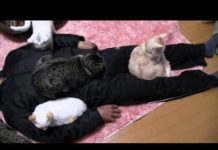 Gatti immobilizzano papà umano