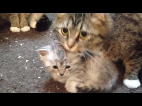Mamma gatta protegge il suo cucciolo