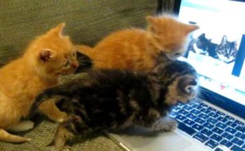 Gattini che guardano su YouTube video di altri gattini Gattini su YouTube