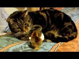 Gatto Oscar infastidito da un pulcino Gatto Oscar