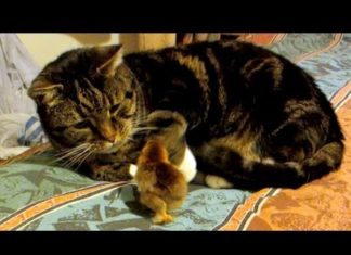 Gatto Oscar