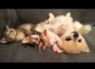 Tre gattini