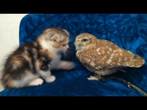 gufo e gatto amici