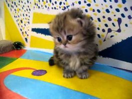Gattino persiano muove i primi passi